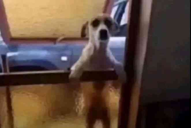 Your ex is at the gate do you want me to bark or you still Care | MirrorLog